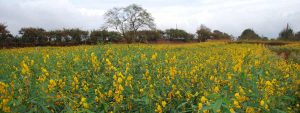 Cover Crop