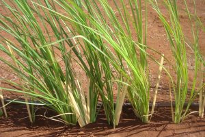 'Sunshine' Vetiver Grass