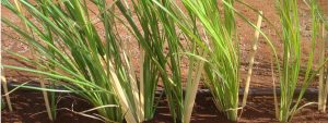 Vetiver