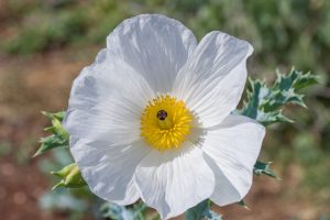 Argemone
