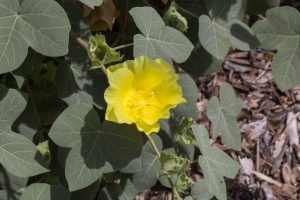 Gossypium