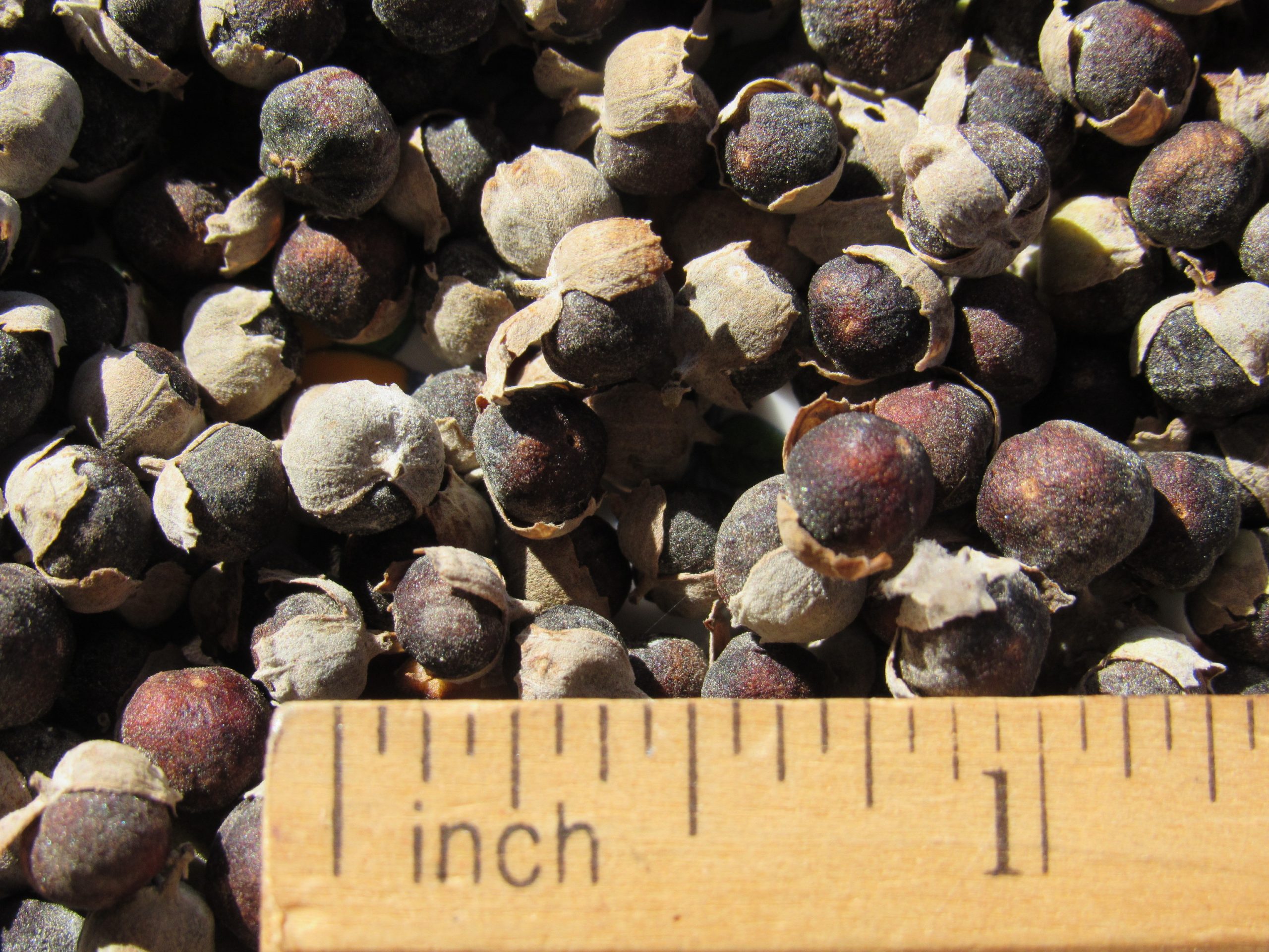 POHINAHINA ~ VITEX ROTUNDIFOLIA SEED (15 COUNT) - Image 3
