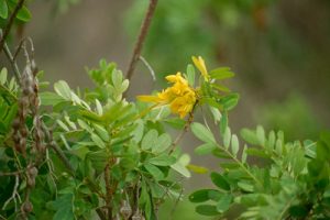 Sophora