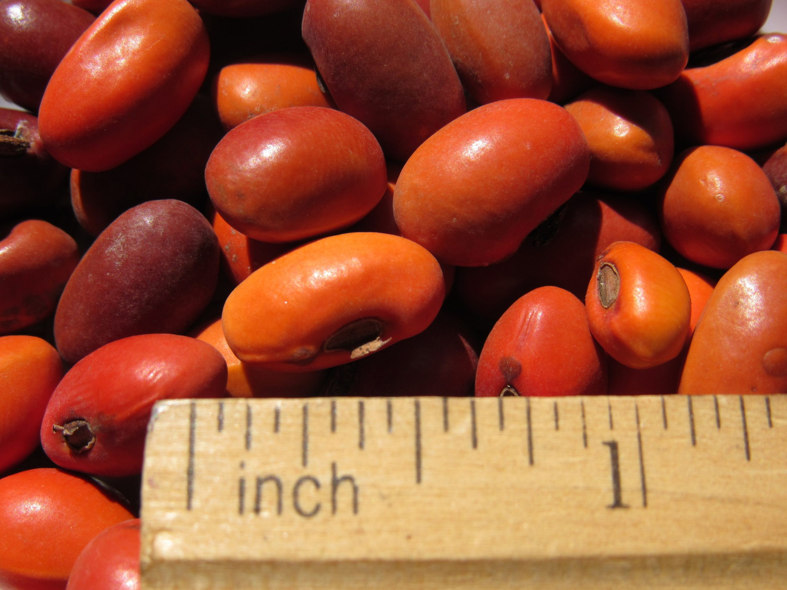 WILIWILI ~ ERYTHRINA SANDWICENSIS SEED (10 COUNT) - Image 2