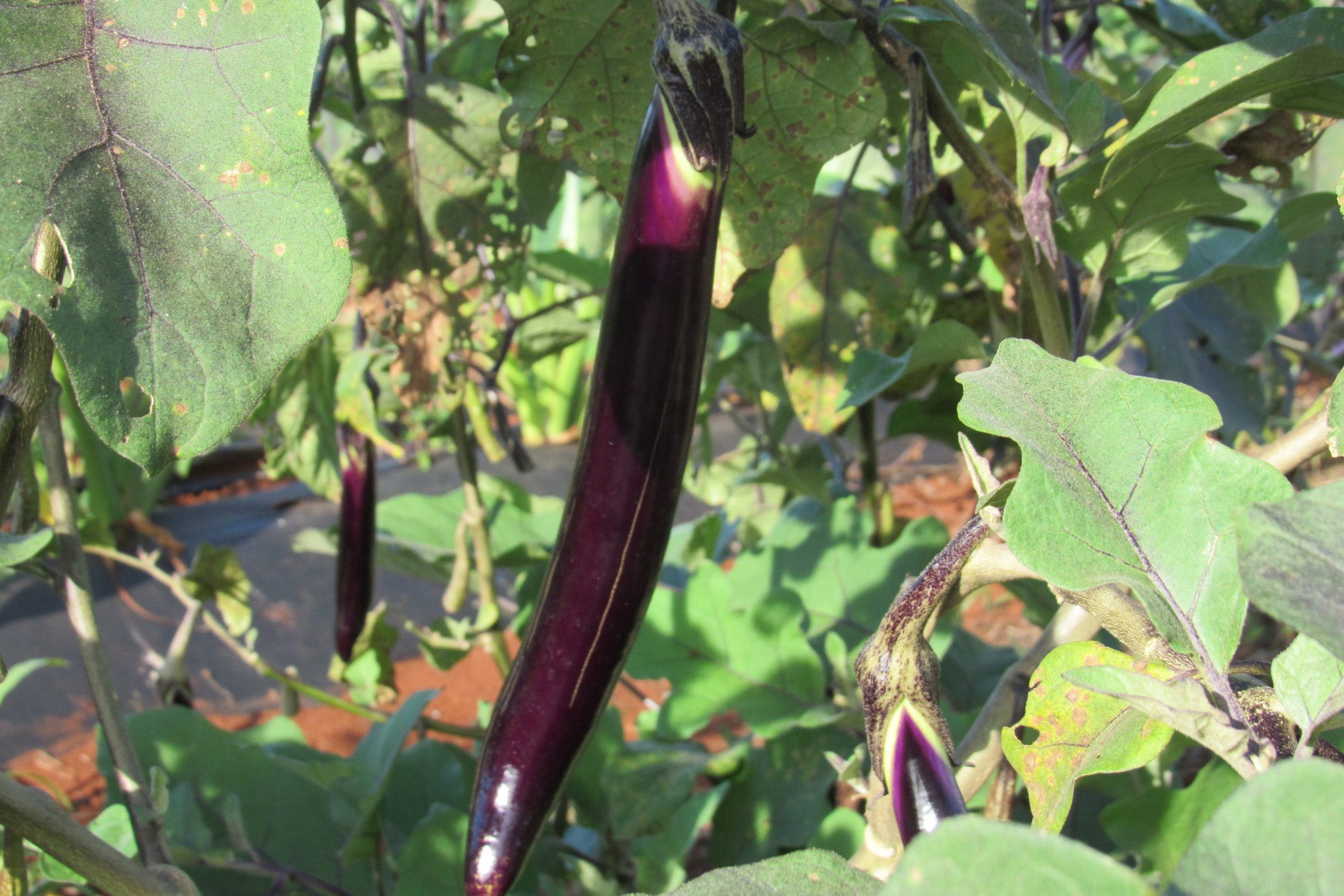 Long Eggplant $2.5/lb