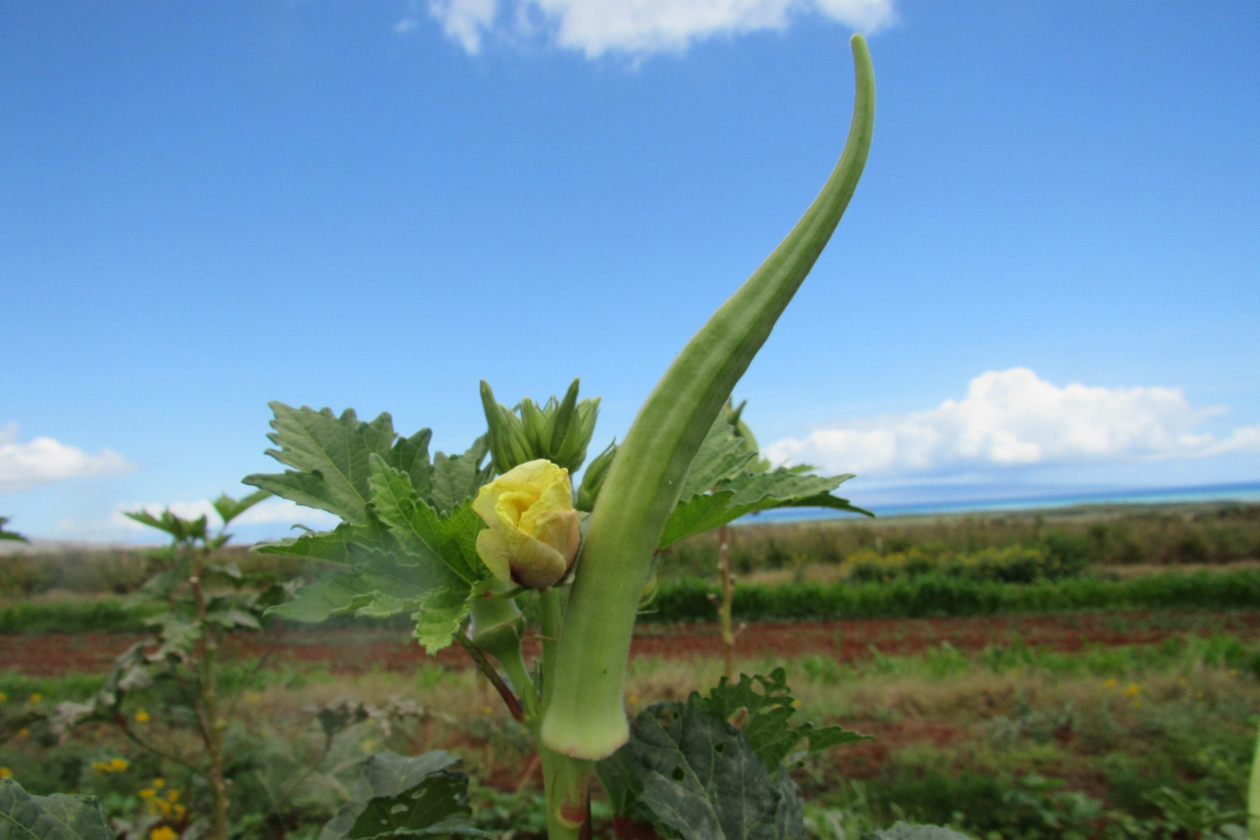 Okra ~ Green Tenderlong $4.5/lb