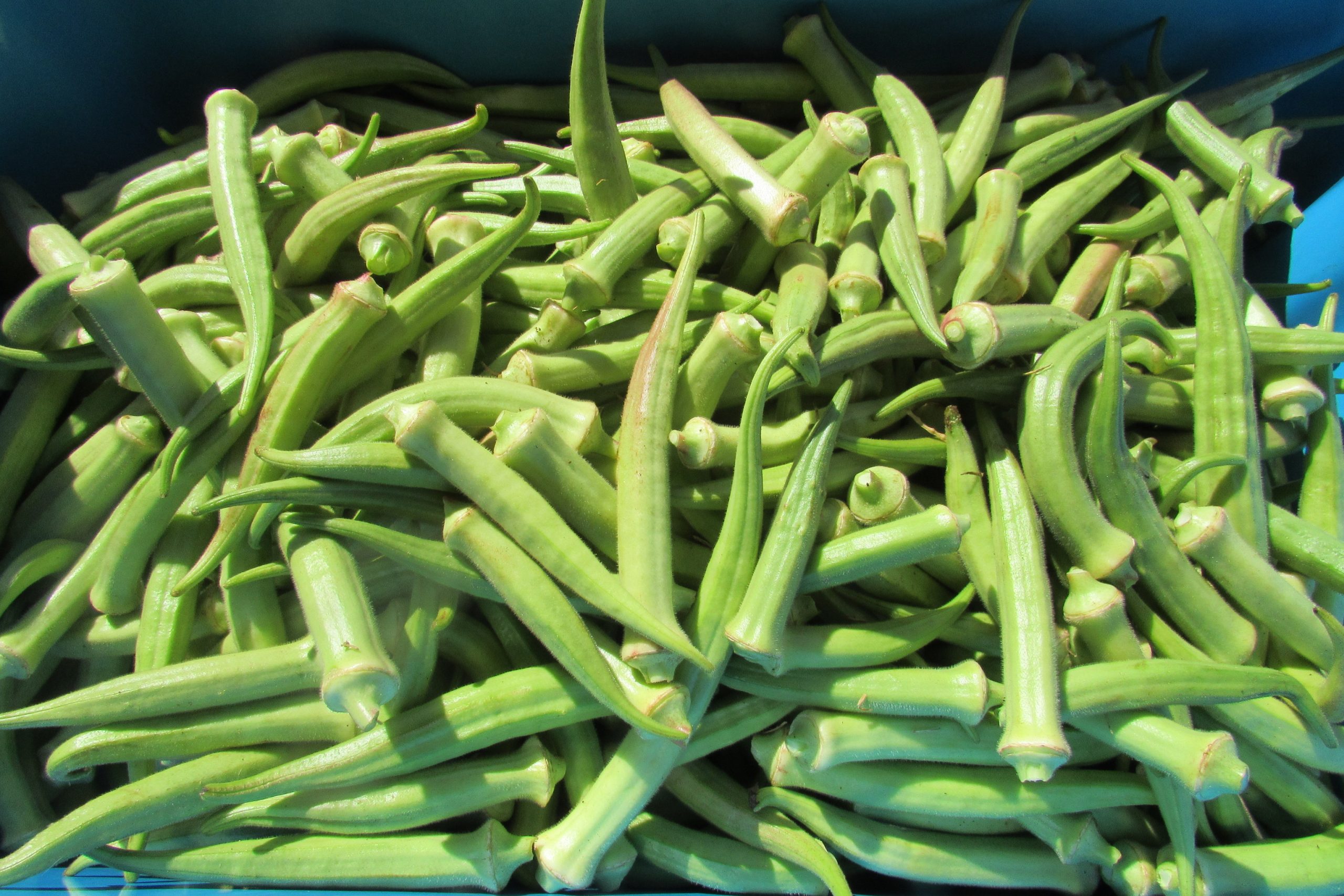 Okra ~ Green Tenderlong $4.5/lb - Image 3