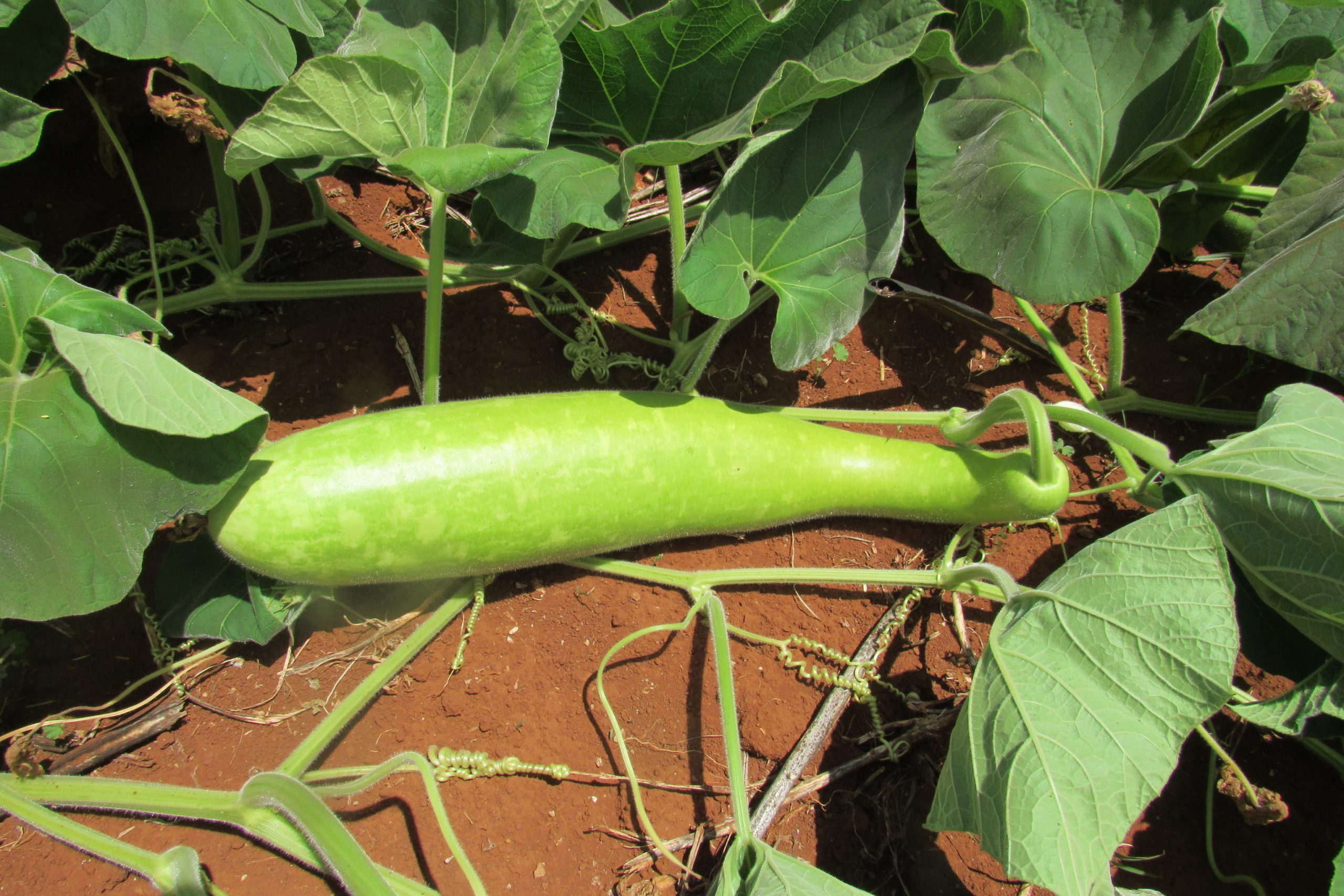 Opo Green Squash $1.20/lb