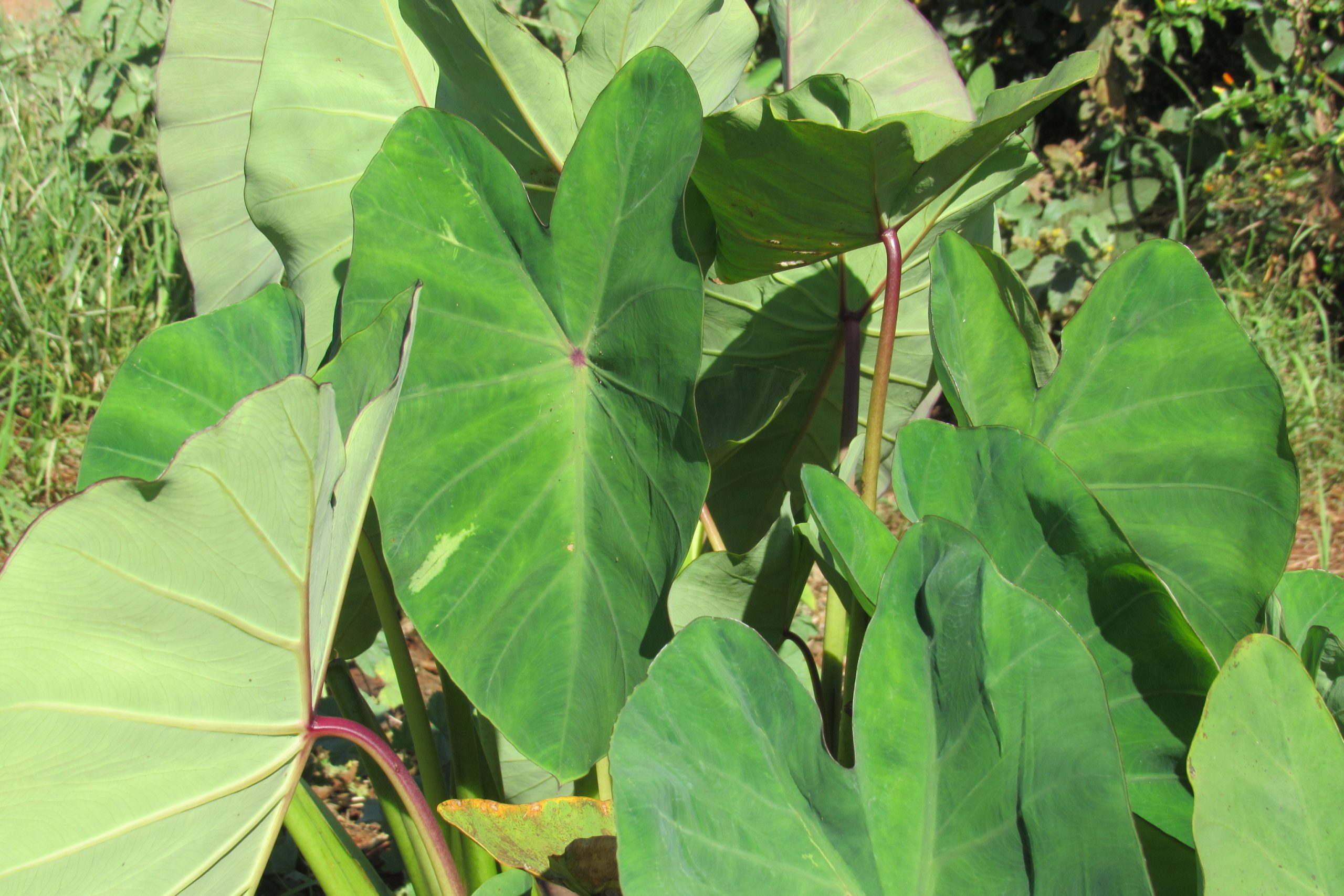 Taro Leaf $4.25/lb - Image 2