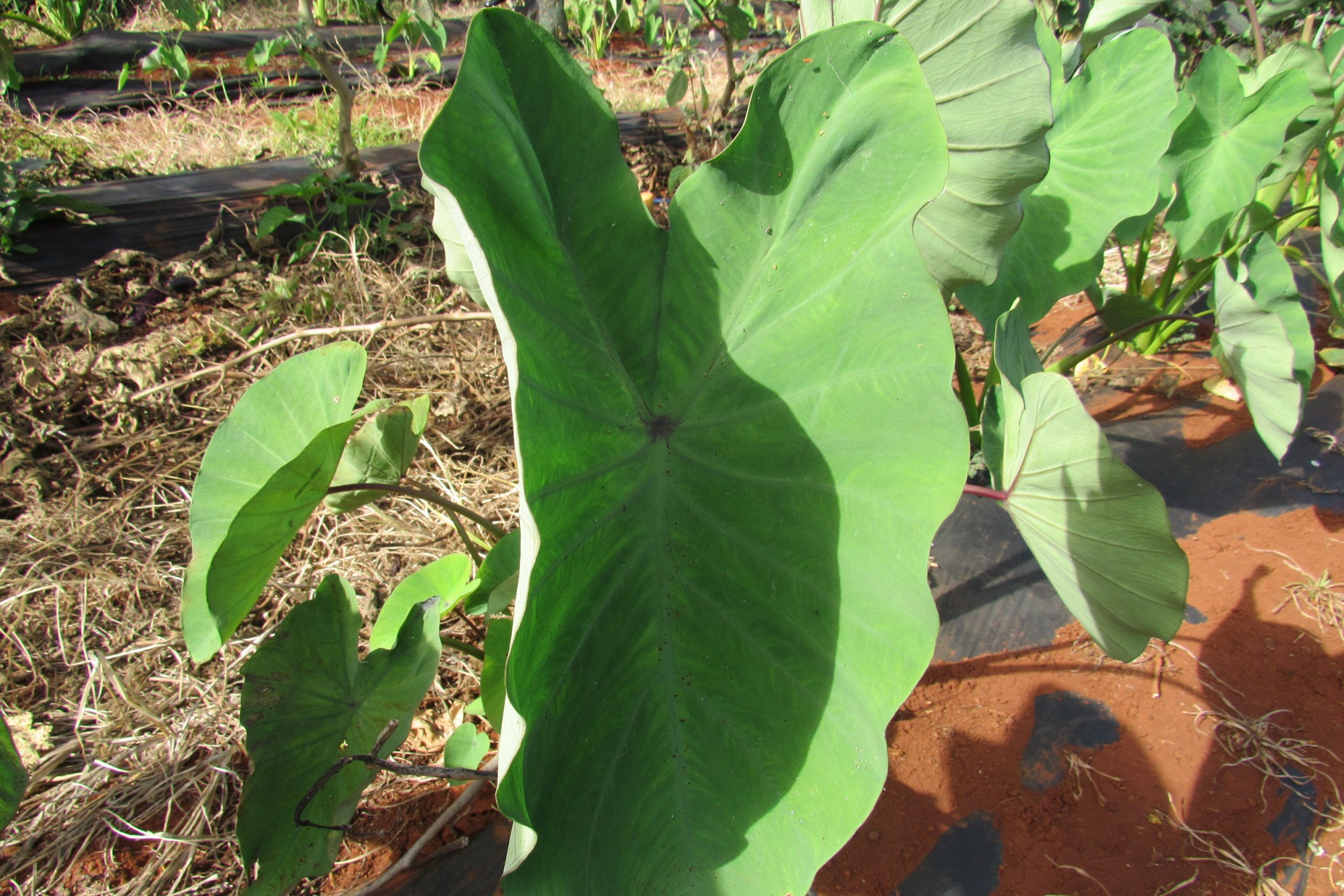 Taro Leaf $4.25/lb